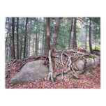 Tree roots in Autumn poster print