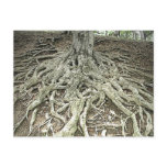Tree Roots Postcards