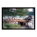 Tree Roots posters by GatorDawg Tree Roots posters
