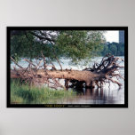Tree Roots posters