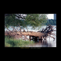 Tree Roots posters