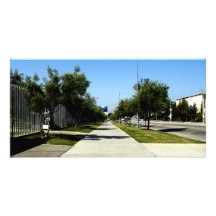 Tree Row Photo Cards