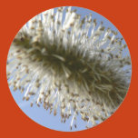 tree, seed, trees, tree, seeds, tree, seed,