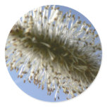 Tree Seed Stickers