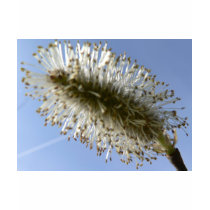 Tree Seed