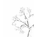 Tree shirT