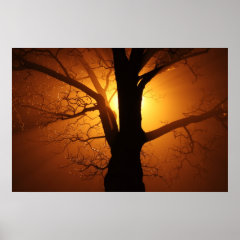 Tree Silhouette in Sunset Fog Poster