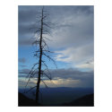Tree Silhouette posters