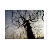Tree Silhouette posters by LazyLuxury Tree Silhouette posters