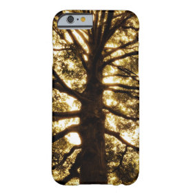 Tree Silhouette Sepia iPhone 6 Case