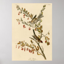 Tree Sparrow Print