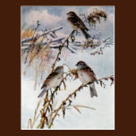 Tree Sparrows in Winter postcards
