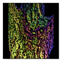 Tree Spirit Poster posters