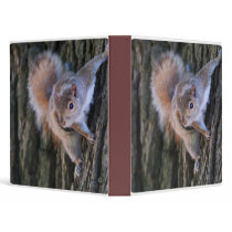 Tree Squirrel  Binder