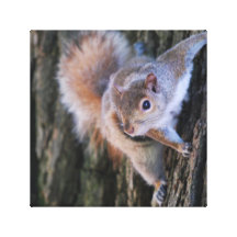 Tree Squirrel  Canvas Print