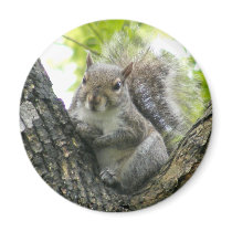 Tree Squirrel Magnet