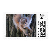 Tree Squirrel  Postage Stamp