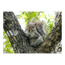 Tree Squirrel posters by TLArnold Tree Squirrel posters
