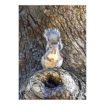 TREE SQUIRREL posters