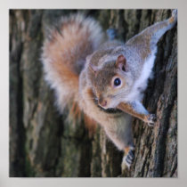 Tree Squirrel  Poster