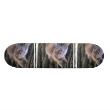 Tree Squirrel  Skateboard
