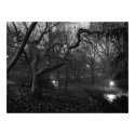 Tree Steals Light posters