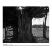 Tree Stump, Gate, and Distant Barn, March 1962 print