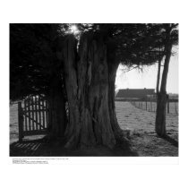 Tree Stump, Gate, and Distant Barn, March 1962 posters by ucrcmp Tree Stump, Gate, and Distant Barn, March 1962 posters