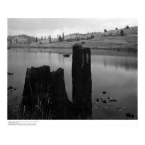 Tree Stump, Pond, and Reclaimed Forest Land, 1966 posters