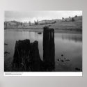 Tree Stump, Pond, and Reclaimed Forest Land, 1966 Posters