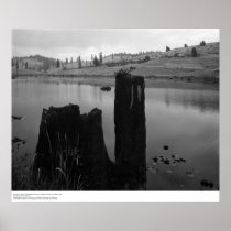 Tree Stump, Pond, and Reclaimed Forest Land, 1966 Posters