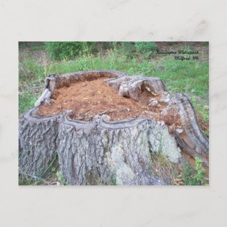 Tree Stump Postcard postcard