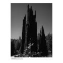 Tree Stumps, northern California, August 1966 posters