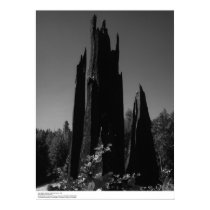 Tree Stumps, northern California, August 1966 posters