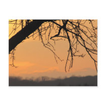 Tree/Sun postcards
