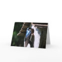 Tree Swallow cards