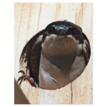 Tree Swallow in box Flyers