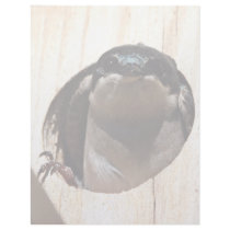 Tree Swallow in box Customized Letterhead