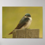 Tree Swallow poster