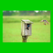 Tree Swallows posters