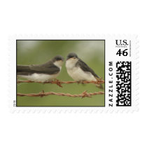 Tree Swallows Stamp