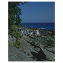 Tree Trunk At A Rocky Beach Flyer