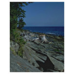 Tree Trunk At A Rocky Beach flyers
