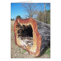 Tree Trunk cards