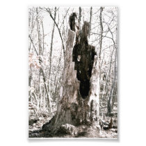 Tree Trunk Photograph