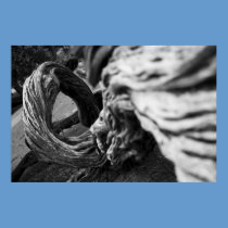 Tree Trunk Spiral B&W Photograph - Poster posters