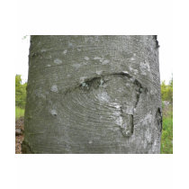 Tree Trunk t-shirts