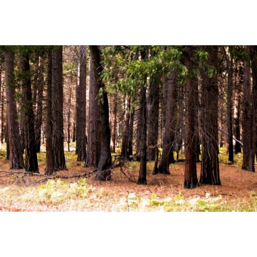 Tree Trunks print