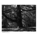 Tree, UC Santa Cruz, March 1962 posters by ucrcmp Tree, UC Santa Cruz, March 1962 posters