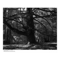 Tree, UC Santa Cruz, March 1962 posters by ucrcmp Tree, UC Santa Cruz, March 1962 posters